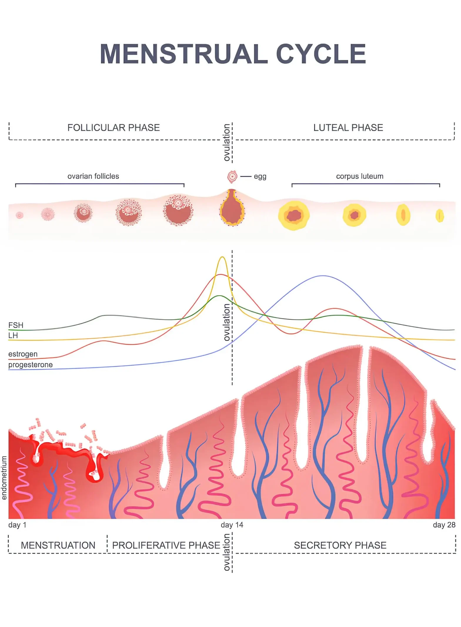 Фазы менструального цикла